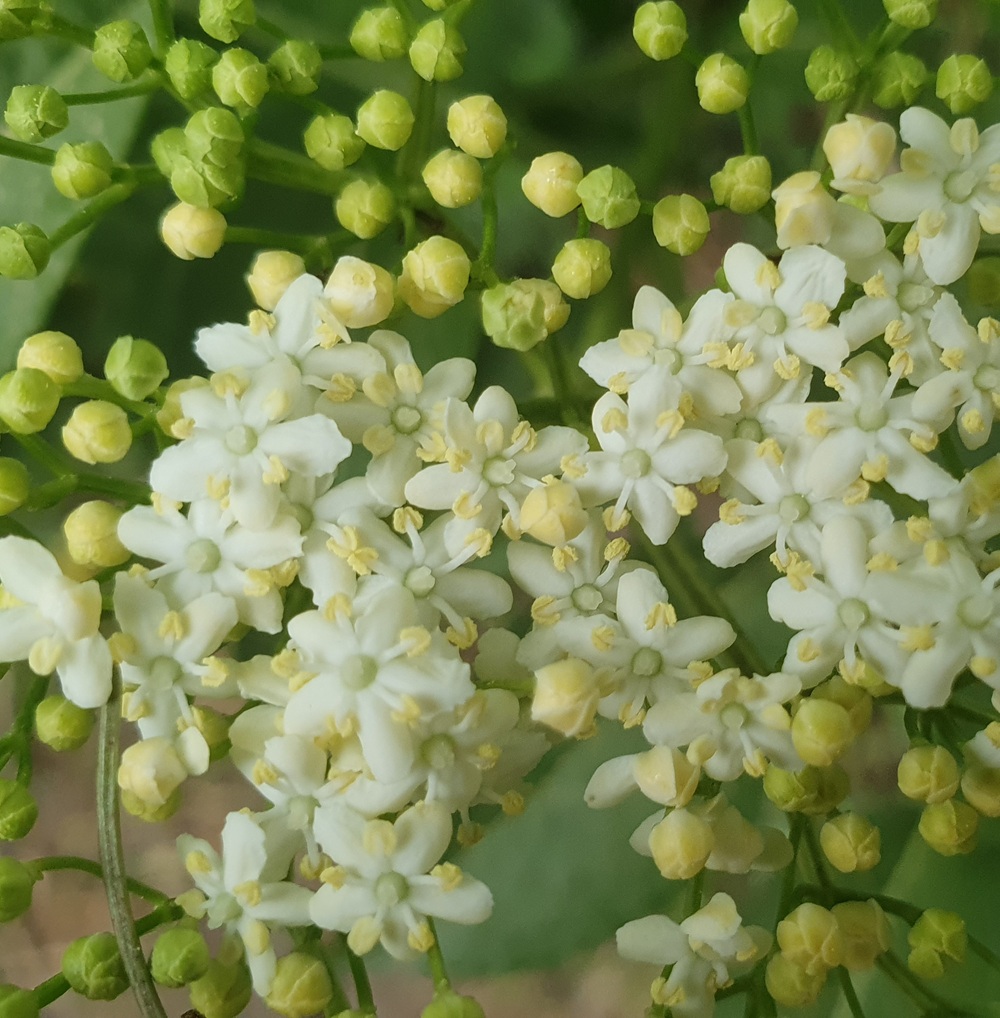 Zauber im Holunderstrauch