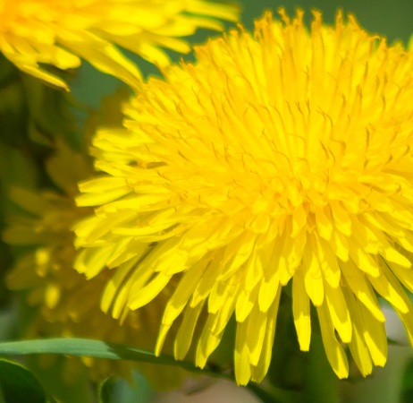 Löwenzahn ist doch kein Unkraut!