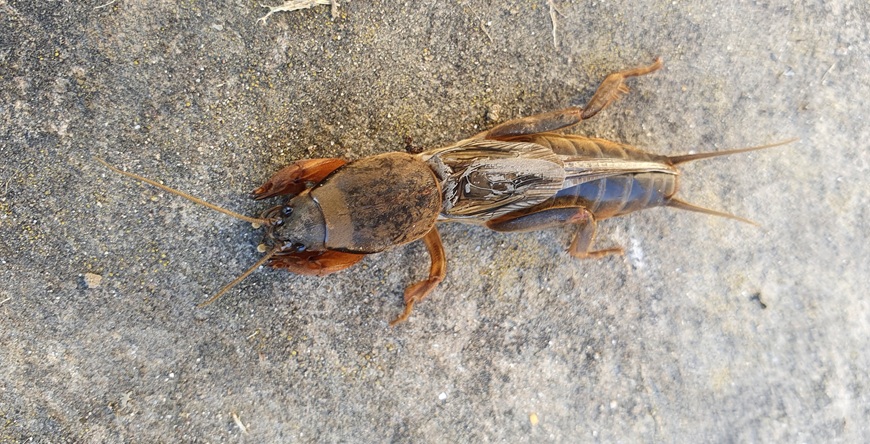 Unkraut und Ungeziefer oder Heiler und Aufräumer? Gartenführung