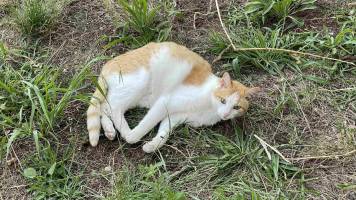 2025-07-112019.07.28-1_original