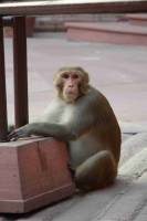 Affe_1_11zon_original