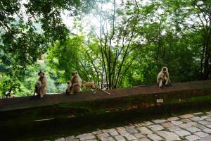 Affen_2_11zon_original