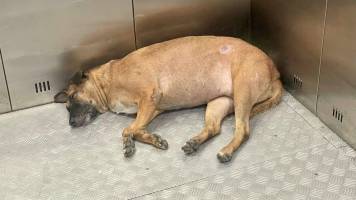 Hund_4_11zon_original