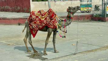 Kamele_5_11zon_original