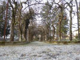 Apfelbaum Rückschnitt 