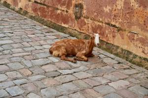 Zieg_1_11zon_original