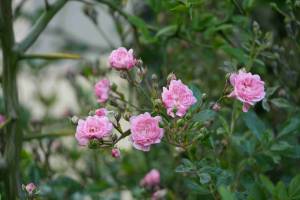 rosen_original_copy_1