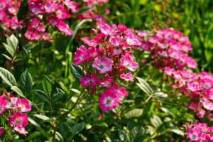 rot20blumen_original