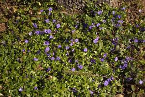 Blumen_original
