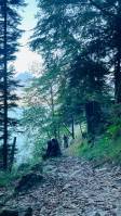 wald_original