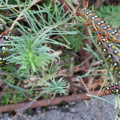 Dichtestress in der Schafgarbe